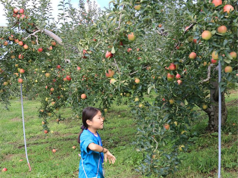 リンゴ畑と雑木林の整備